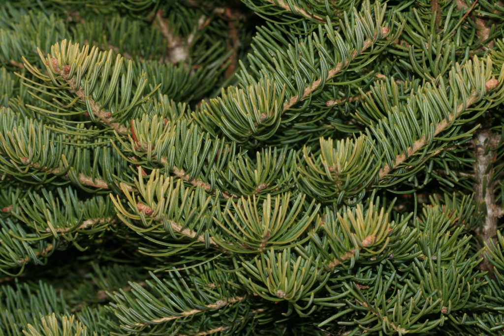 sapin